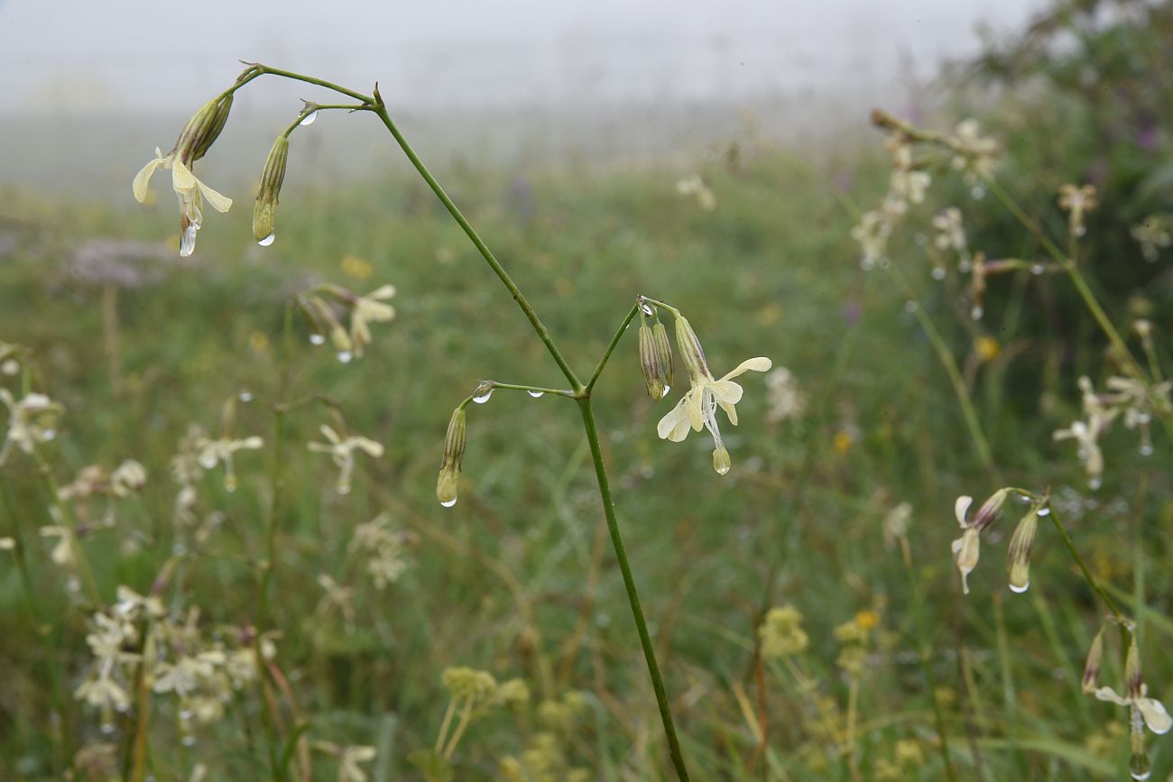 Изображение особи Silene saxatilis.