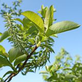 Salix taraikensis