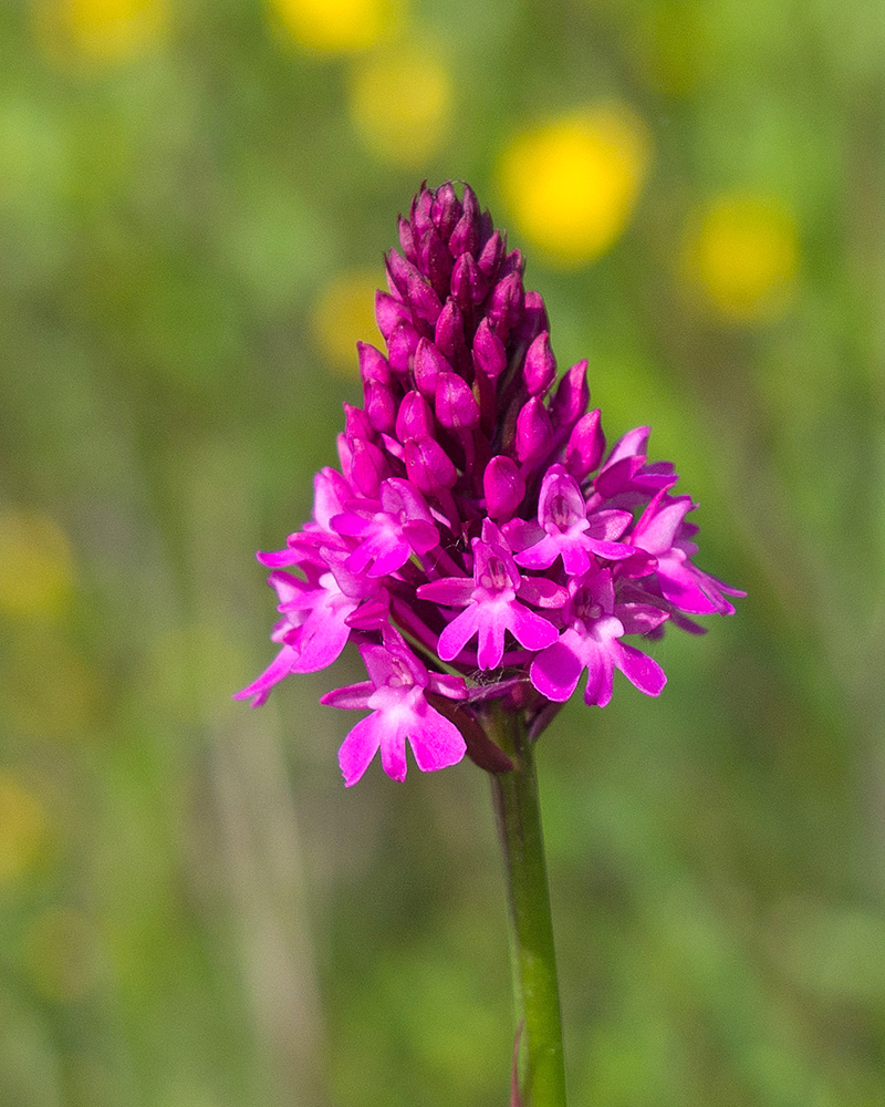 Изображение особи Anacamptis pyramidalis.