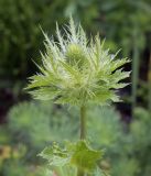 Eryngium alpinum