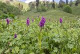 Dactylorhiza euxina. Цветущие растения с сообществе с Alchemilla. Карачаево-Черкесия, окр. пос. Архыз, долина р. Малая Дукка, ≈ 2000 м н.у.м., субальпийский луг. 11.06.2023.