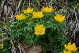 Trollius ranunculinus