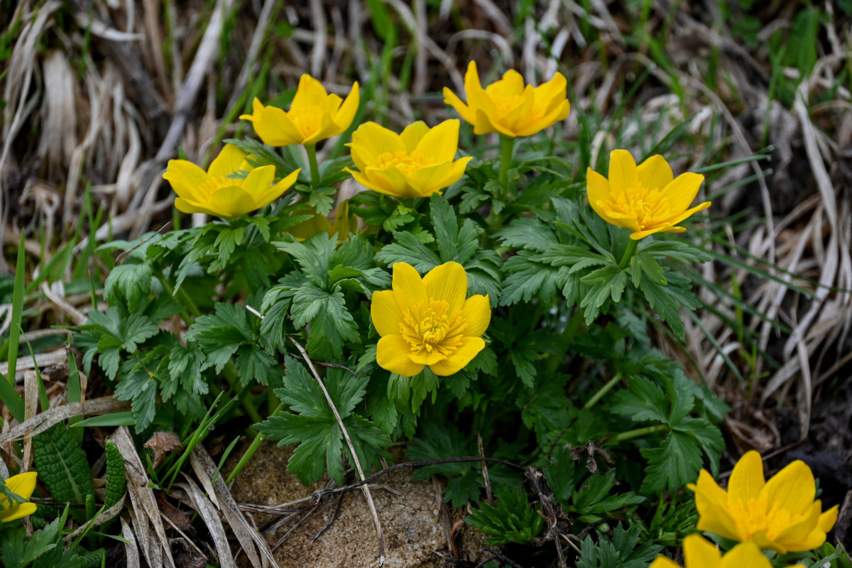 Изображение особи Trollius ranunculinus.