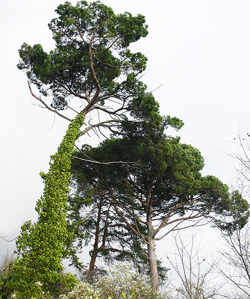 Изображение особи Pinus pinea.