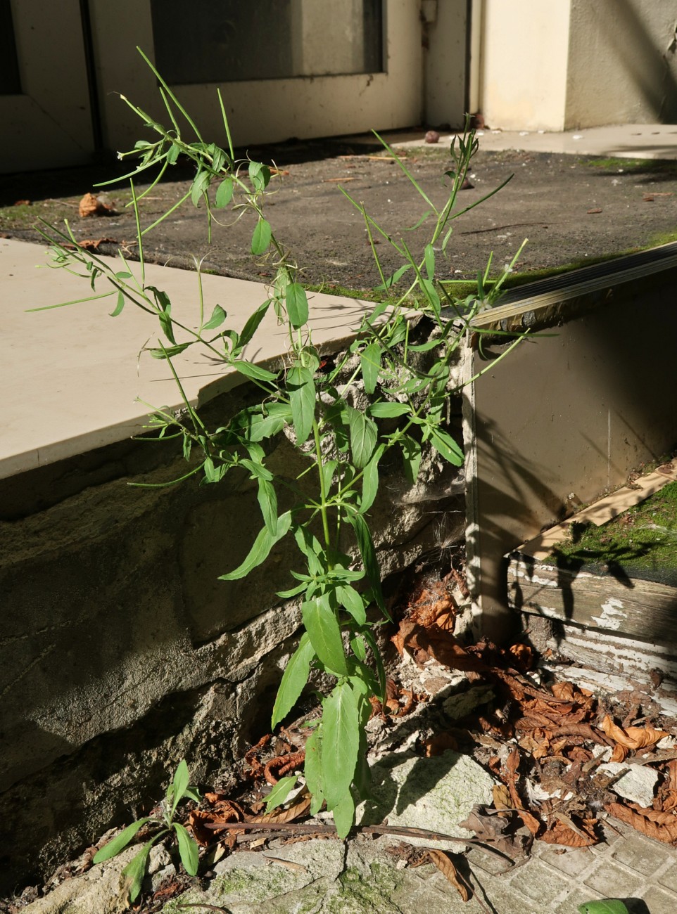 Image of Epilobium pseudorubescens specimen.