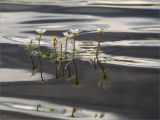 Ranunculus schmalhausenii