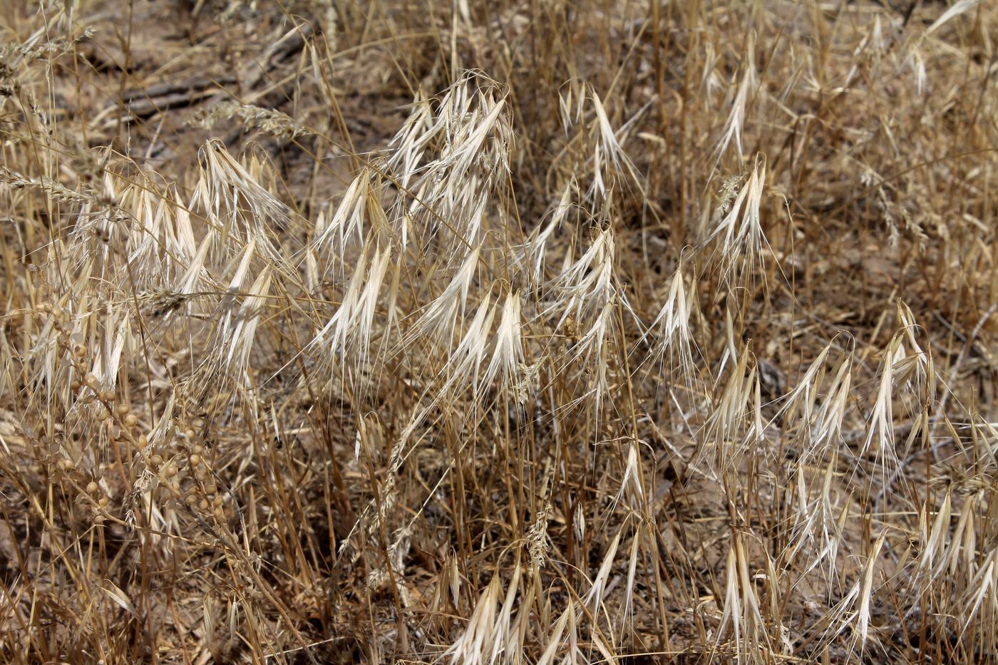 Image of Anisantha tectorum specimen.