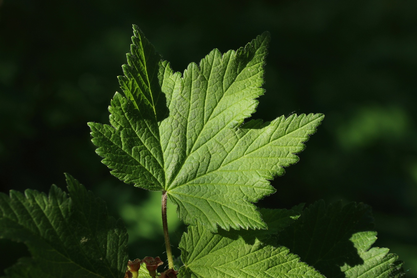 Image of Ribes spicatum specimen.