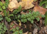 Cardamine impatiens. Вегетирующее растение. Томская обл., г. Томск, Академгородок, лиственичник. 05.10.2023.