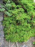 Juniperus rigida