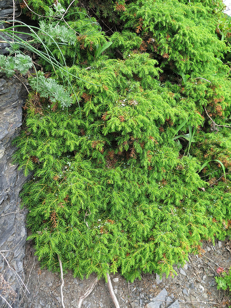 Image of Juniperus rigida specimen.