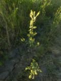 Melilotus officinalis