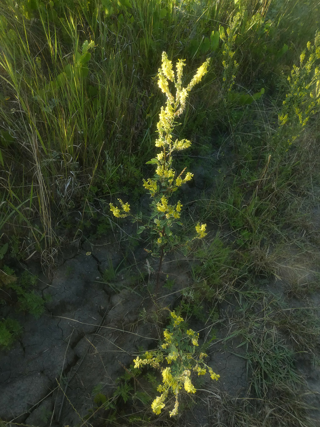 Изображение особи Melilotus officinalis.