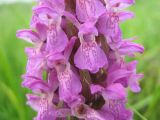 Dactylorhiza incarnata. Средняя часть соцветия. Ярославская обл., Мышкинский р-н, дер. Семецево, берег Рыбинского вдхр. 10.07.2009.
