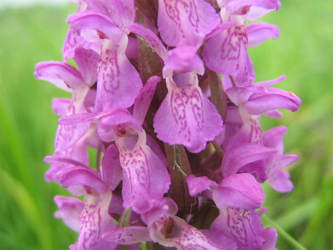 Изображение особи Dactylorhiza incarnata.