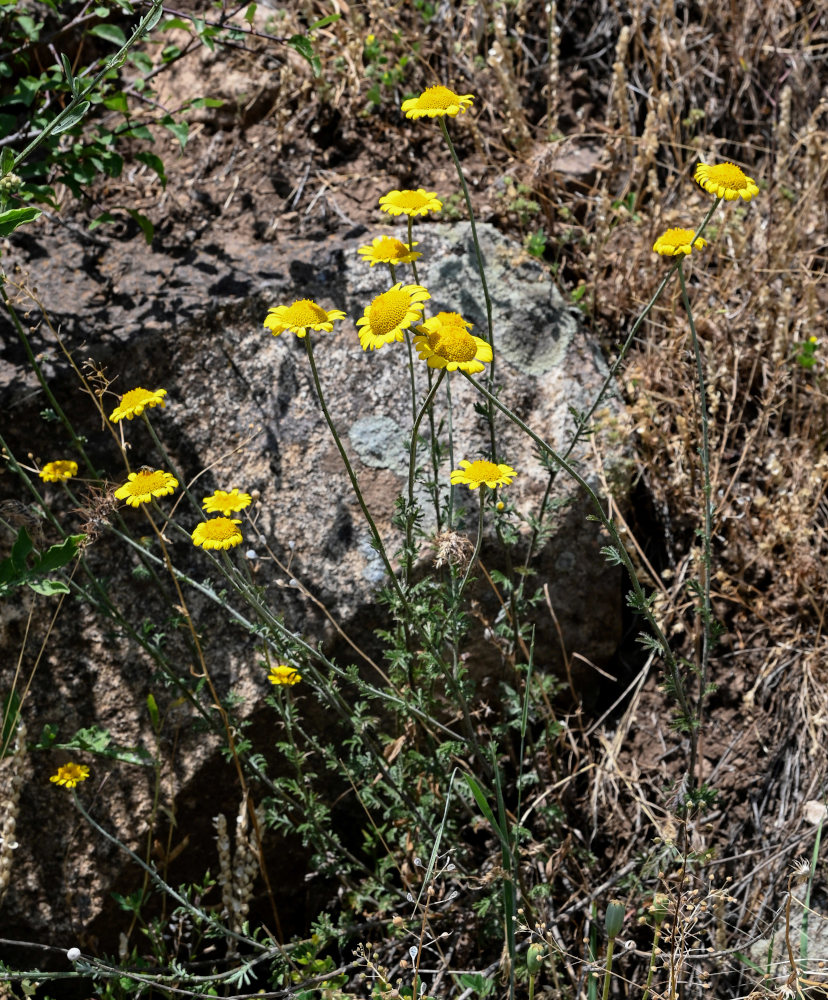 Изображение особи Anthemis tinctoria.