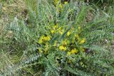 Astragalus henningii