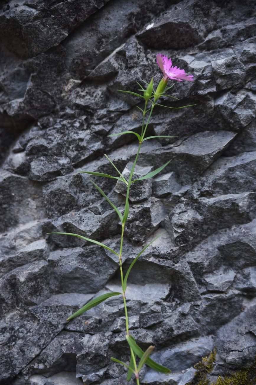 Изображение особи Dianthus caucaseus.