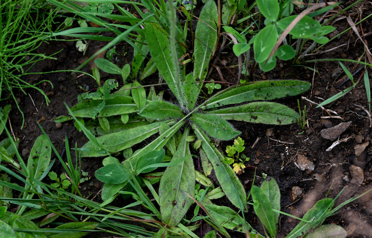 Изображение особи Pilosella aurantiaca.