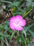 Dianthus caucaseus. Цветок. Краснодарский край, городской округ Сочи, Адлерский р-н, окр. с. Казачий Брод, широколиственный лес, рядом с обрывом. 26.10.2022.