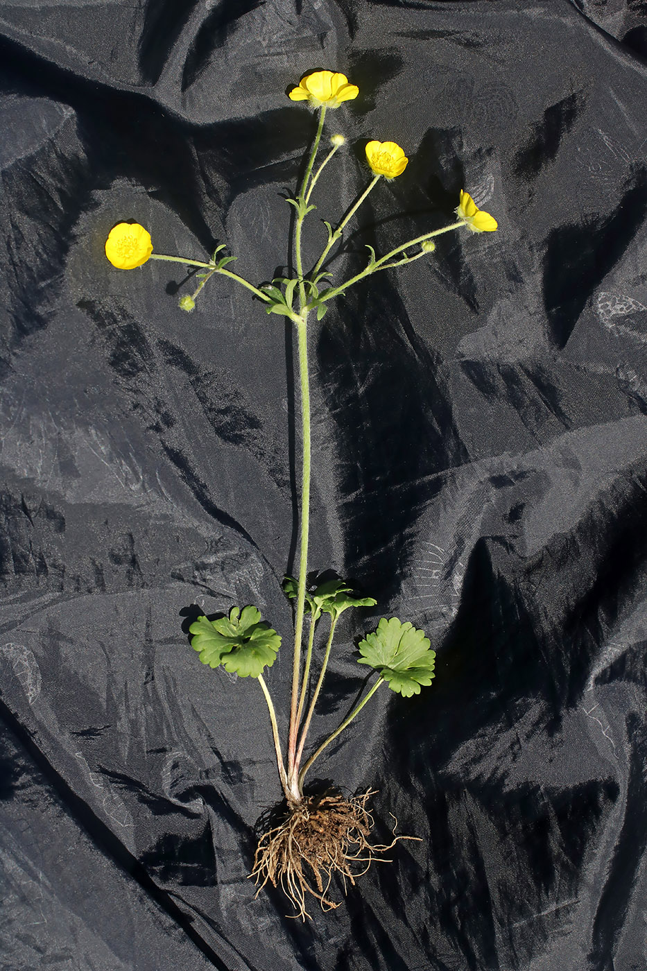 Image of Ranunculus olgae specimen.