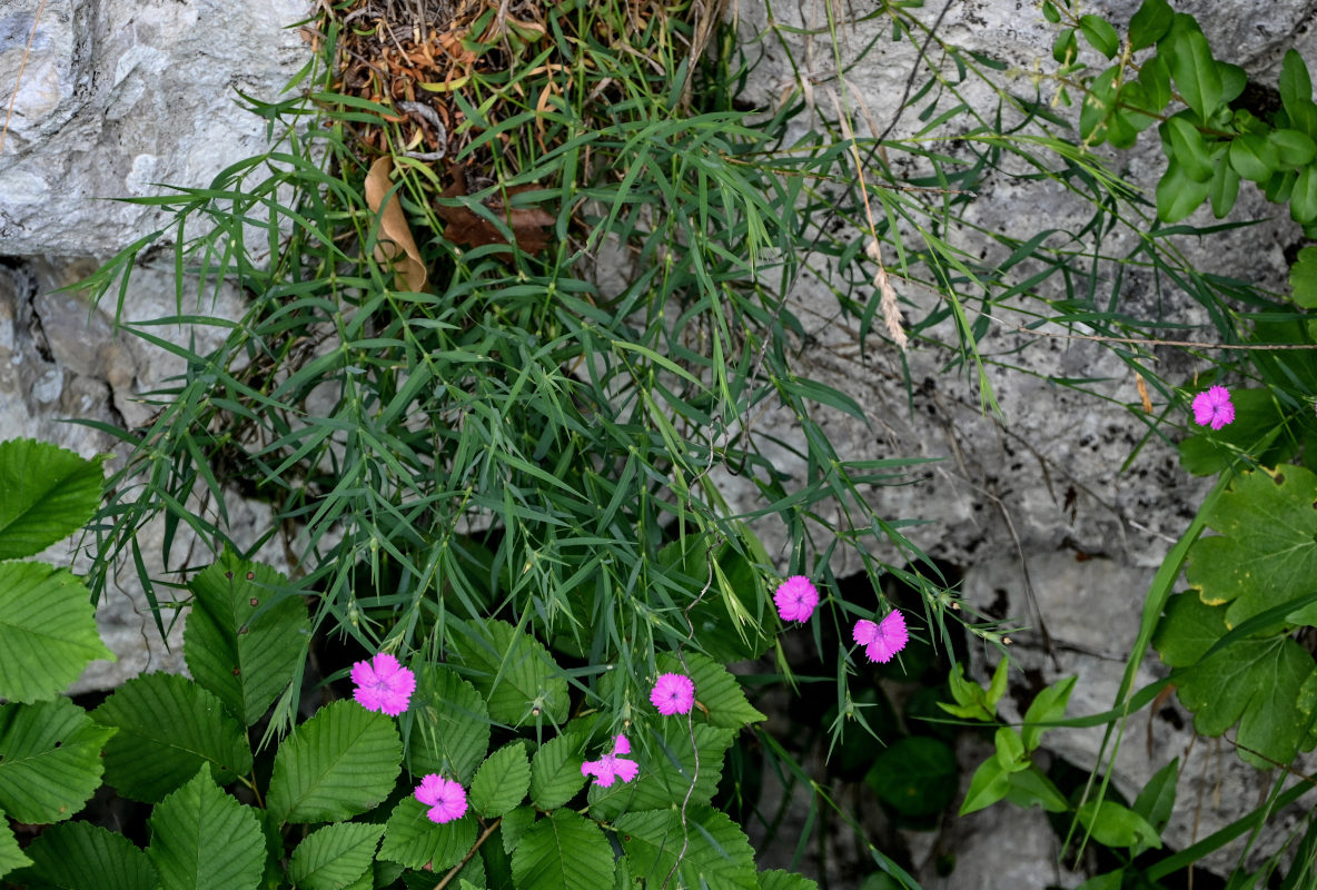 Изображение особи Dianthus imereticus.