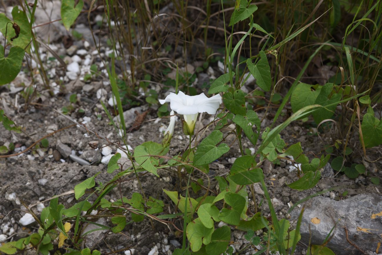 Изображение особи Calystegia sepium.