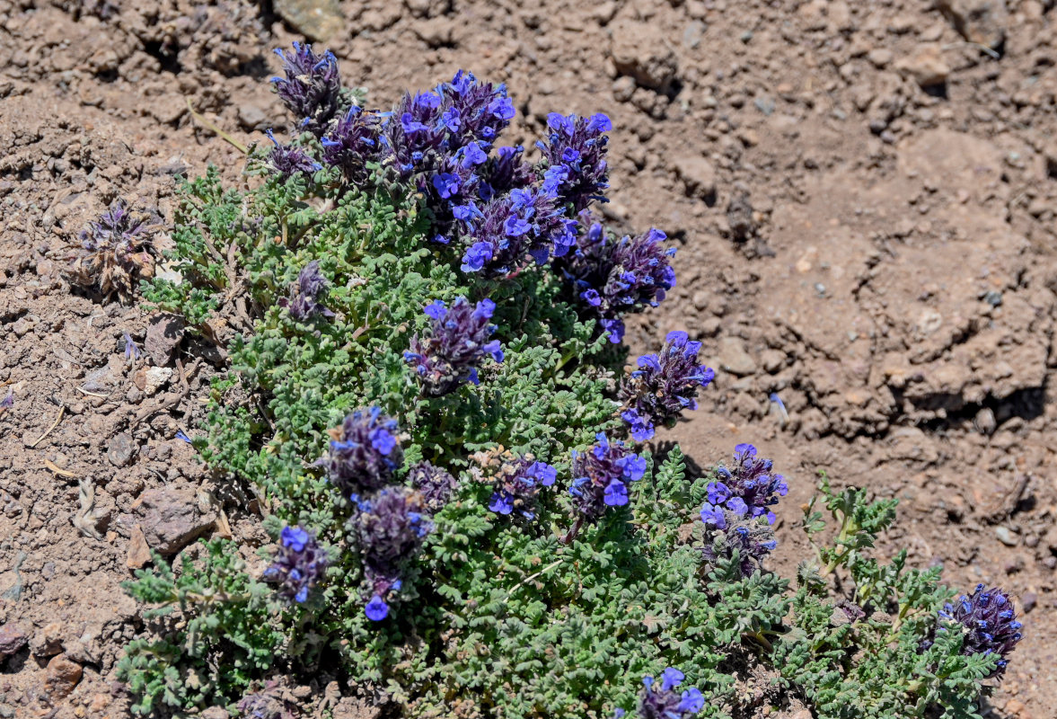 Image of Dracocephalum paulsenii specimen.