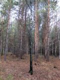Betula kotulae