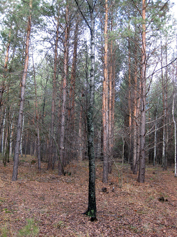 Image of Betula kotulae specimen.