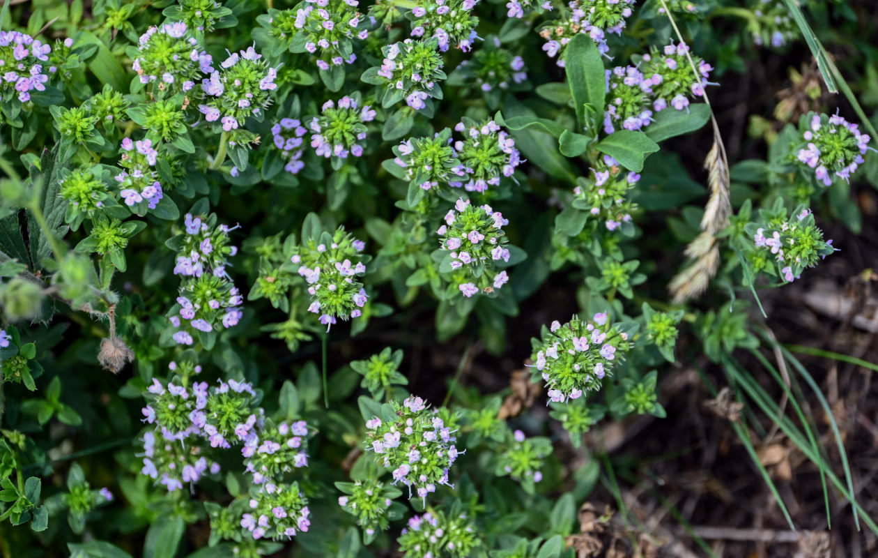 Изображение особи род Thymus.