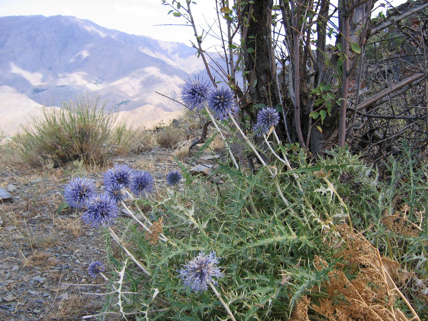 Изображение особи Echinops nuratavicus.