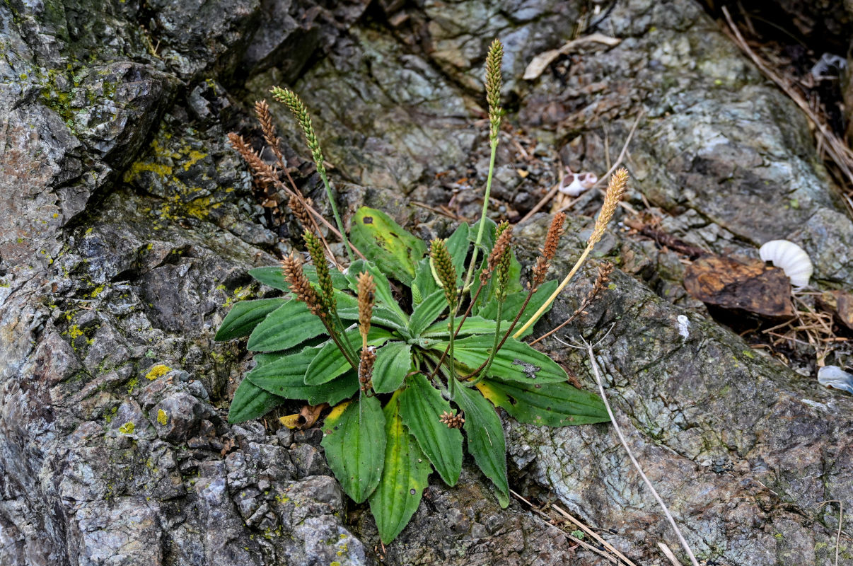 Изображение особи Plantago camtschatica.