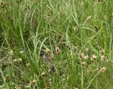 genus Carex