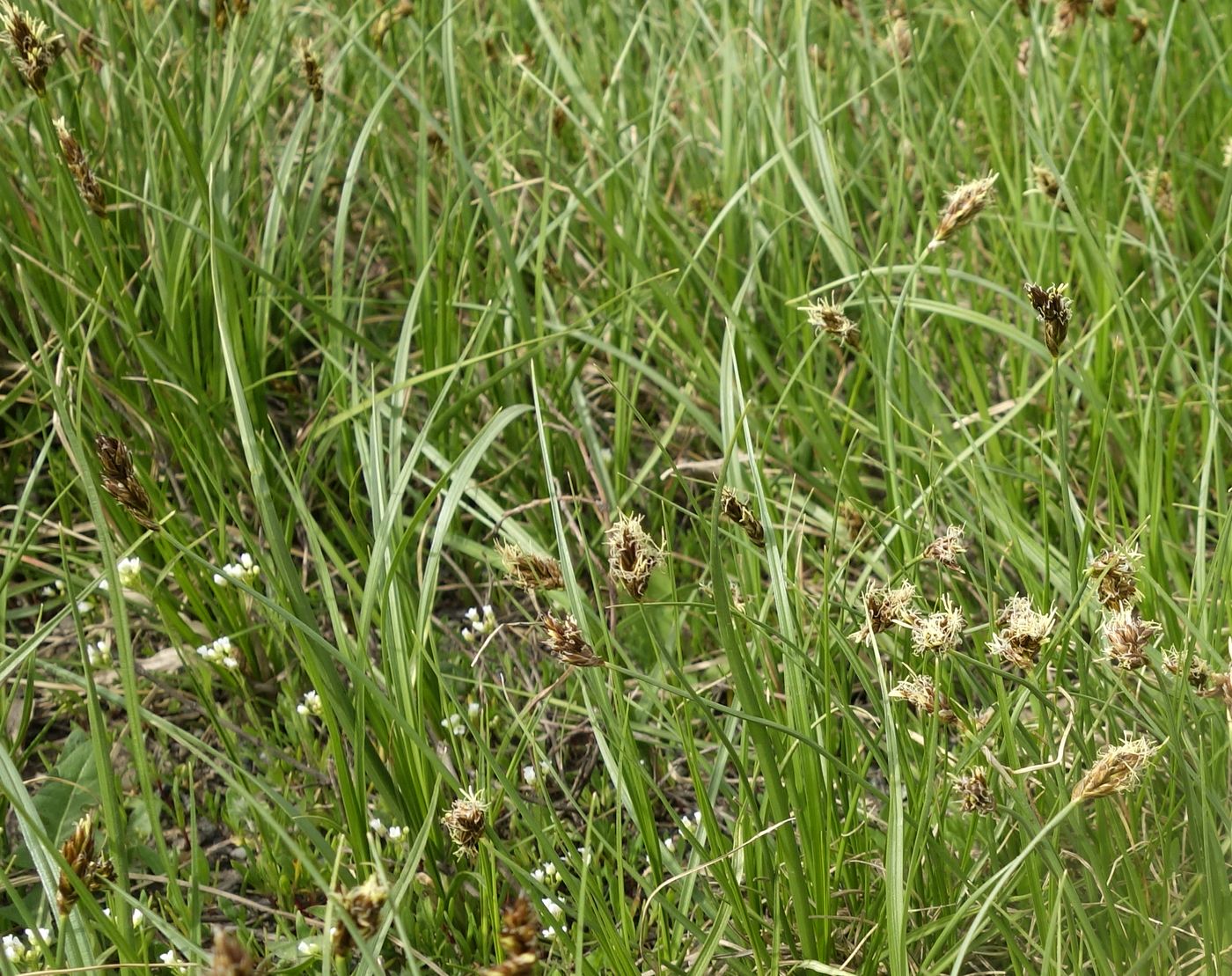 Image of genus Carex specimen.