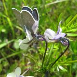 Viola tricolor