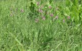 Gladiolus italicus