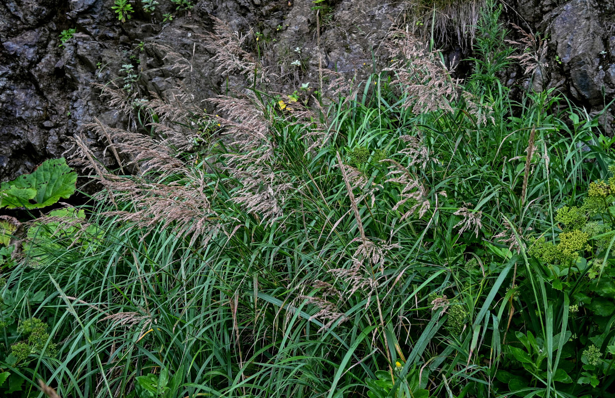 Image of familia Poaceae specimen.