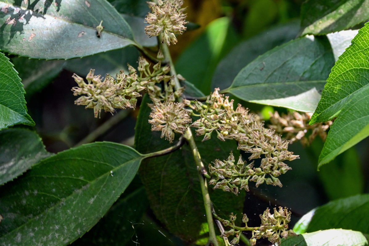 Image of Itea chinensis specimen.