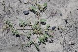 Astragalus ophiocarpus. Плодоносящее растение. Таджикистан, Горно-Бадахшанская автономная обл., Рушанский р-н, дол. р. Бартанг, окр. кишл. Басид, выс. ≈ 2400 м н.у.м., песчаные наносы в пойме реки. 25 июня 2024 г.