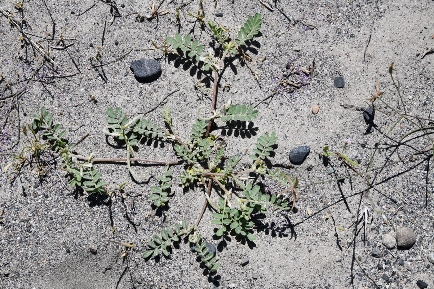 Image of Astragalus ophiocarpus specimen.