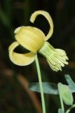 Clematis orientalis