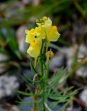 Linaria vulgaris