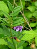 Vicia sepium