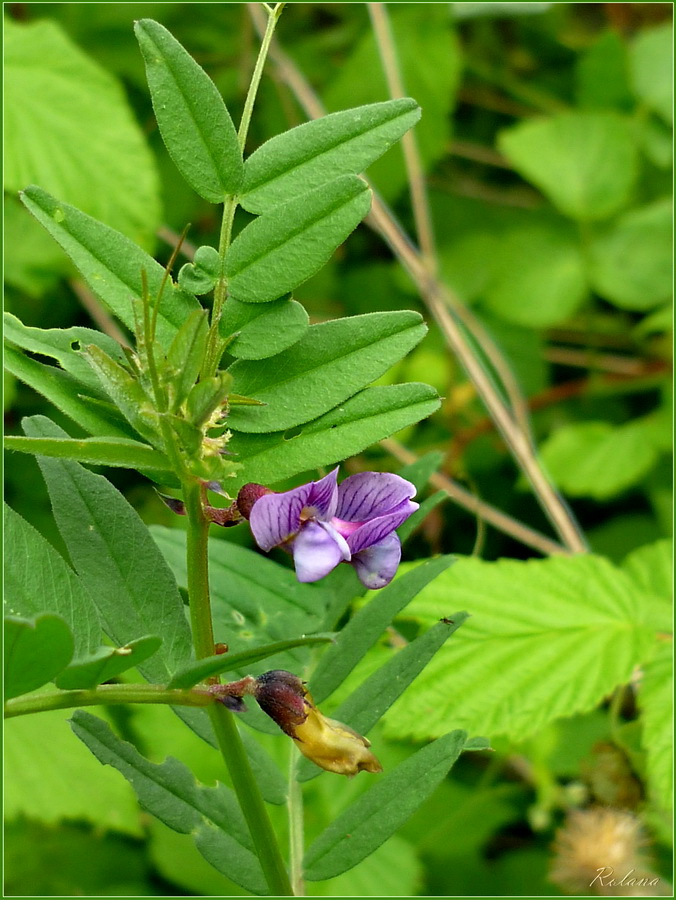 Image of Vicia sepium specimen.