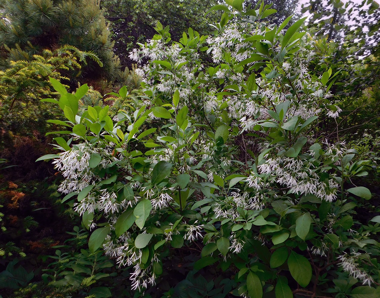 Image of Chionanthus virginicus specimen.