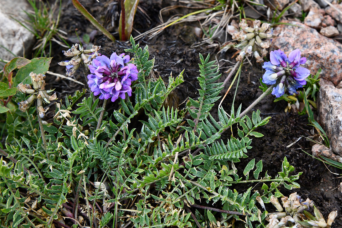 Image of Oxytropis lapponica specimen.