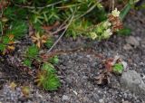 Saxifraga funstonii. Верхушки побегов цветущего растения. Камчатский край, Елизовский р-н, природный парк \"Вулканы Камчатки\", южный участок, кластер \"Налычевский\", памятник природы \"Экструзия Верблюд\", каменистая осыпь. 11.08.2024.
