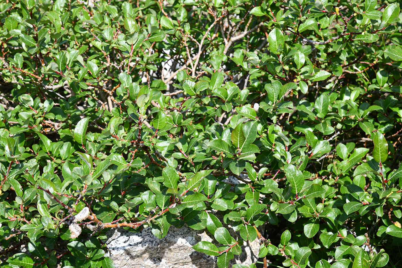 Image of Salix alatavica specimen.
