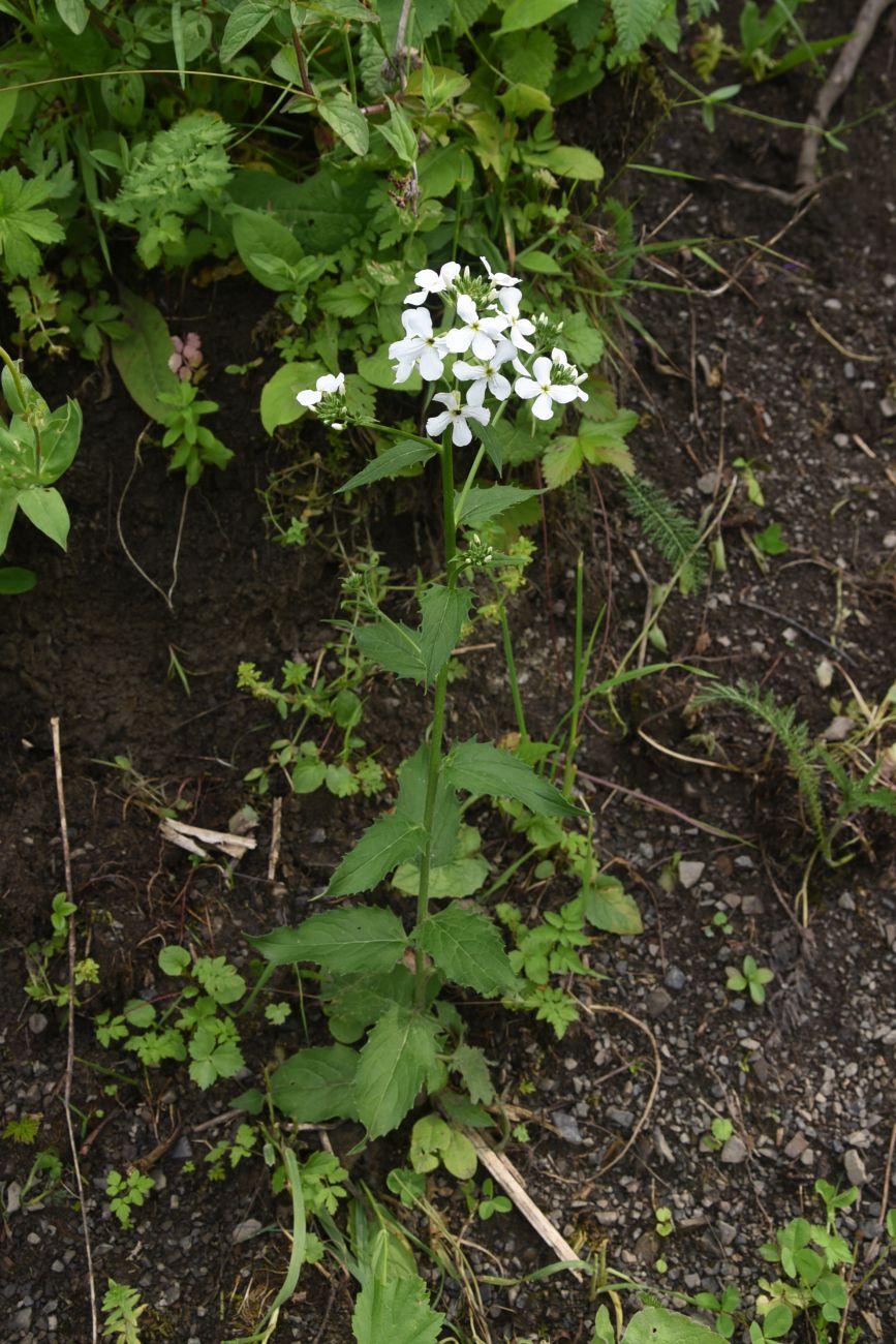 Image of Hesperis voronovii specimen.